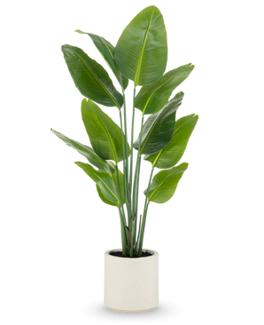 Kunstig Strelitzia Real Touch i Beige Potte 180 cm