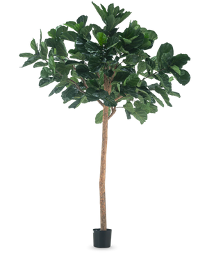 Kunstig Fiolinfiken 260cm