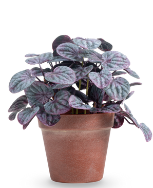 Kunstig Peperomia Caperata Lilla i Terrapotte 26cm