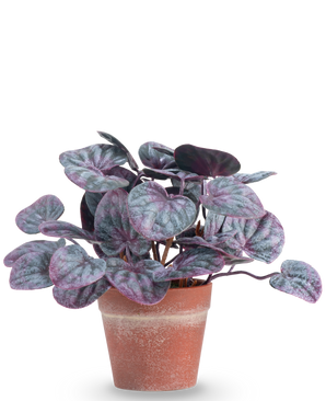 Kunstig Peperomia Caperata Lilla i Terrapotte 16cm