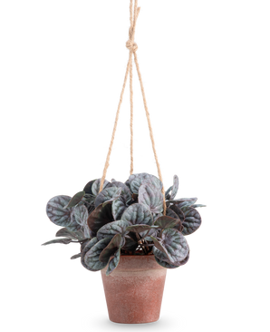 Kunstig Peperomia Caperata i Hengende Potte 18cm