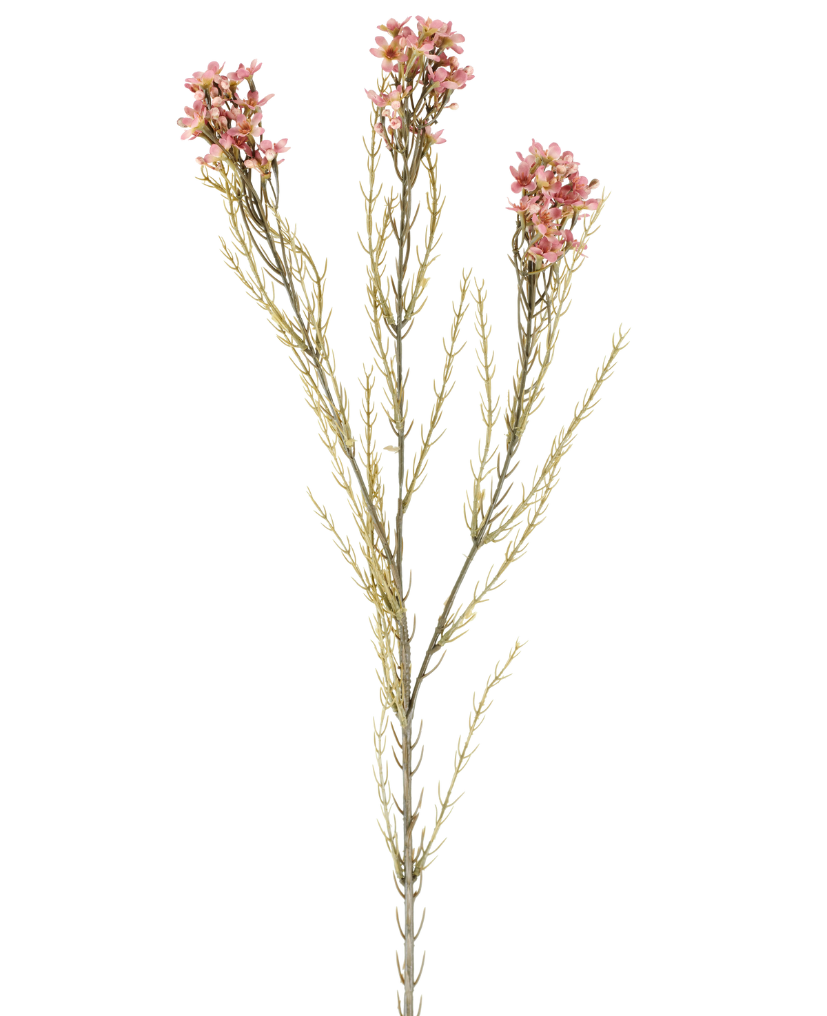 Een enkele Kunstbloem Wax van 78 cm in oudroze heeft een groene stengel met drie takken, die elk zijn voorzien van kleine, delicate oudroze bloemen en dunne, naaldachtige blaadjes, weergegeven tegen een effen witte achtergrond.