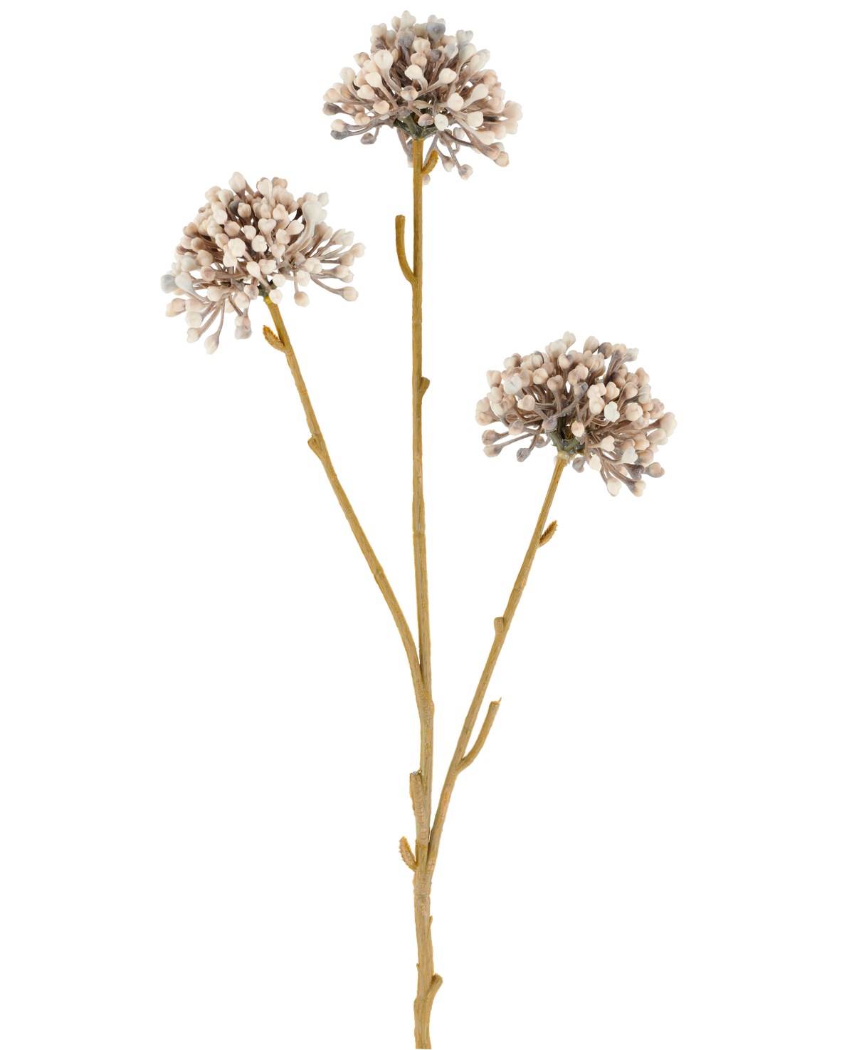 Drie bruine stelen van de Kunstbloem Mini Allium 60 cm crème/bruin strekken zich naar boven uit, elk met aan het uiteinde een rond trosje kleine, subtiele crèmekleurige en bruine knoppen tegen een effen witte achtergrond. Het geheel oogt minimalistisch en natuurlijk.