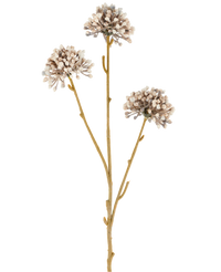 Drie bruine stelen van de Kunstbloem Mini Allium 60 cm crème/bruin strekken zich naar boven uit, elk met aan het uiteinde een rond trosje kleine, subtiele crèmekleurige en bruine knoppen tegen een effen witte achtergrond. Het geheel oogt minimalistisch en natuurlijk.