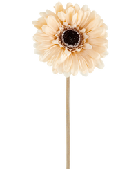 De Kunstbloem Gerbera 53 cm crème/bruin bestaat uit één enkele lichtperzikkleurige kunstgerbera met gelaagde bloemblaadjes en een donkerbruin hart op een lange, slanke steel, afgebeeld tegen een effen witte achtergrond.