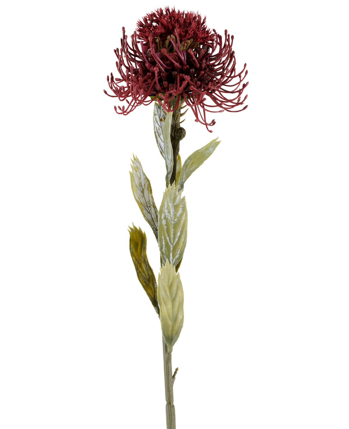 Een enkele Kunstbloem Protea van 60 cm in de kleur bordeaux heeft een donkerrode, stekelige bloem met groene bladeren, gefotografeerd tegen een witte achtergrond.