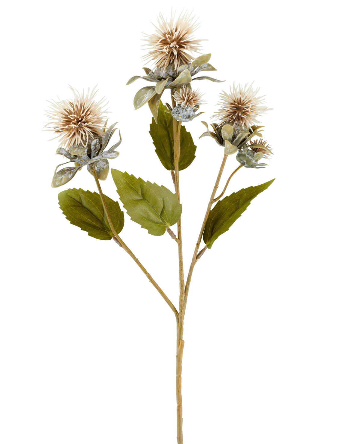 Een enkele stengel van Kunstbloem Saffloer 57 cm crème/bruin, met drie puntige, ronde, lichtbruine bloemen en enkele groene bladeren, afgeschilderd op een witte achtergrond.