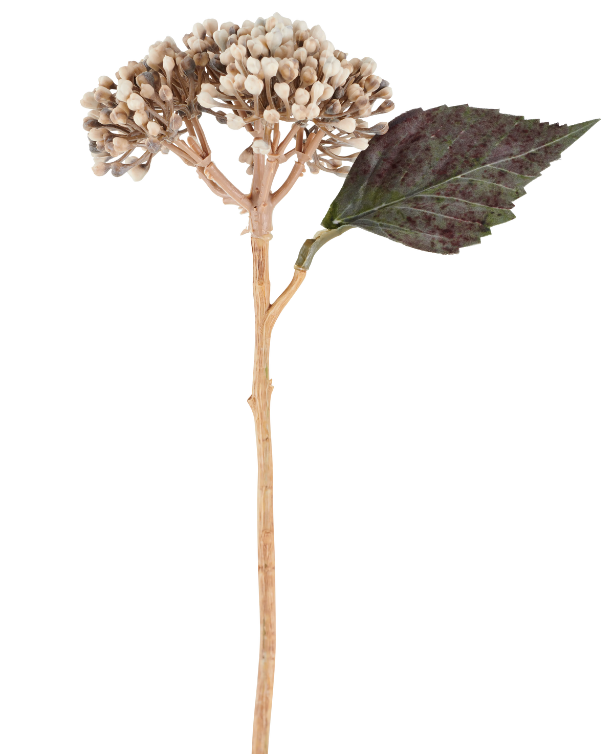 Een kunstbloem: gedroogde hortensia van 38 cm in crème/bruin, met clusters van beige knoppen en één donkergroen, gekarteld blad tegen een witte achtergrond.
