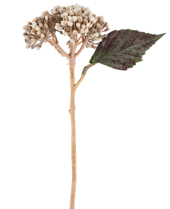 Een kunstbloem: gedroogde hortensia van 38 cm in crème/bruin, met clusters van beige knoppen en één donkergroen, gekarteld blad tegen een witte achtergrond.