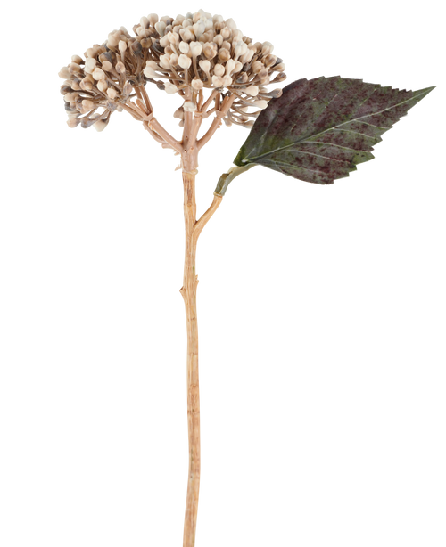 Een kunstbloem: gedroogde hortensia van 38 cm in crème/bruin, met clusters van beige knoppen en één donkergroen, gekarteld blad tegen een witte achtergrond.