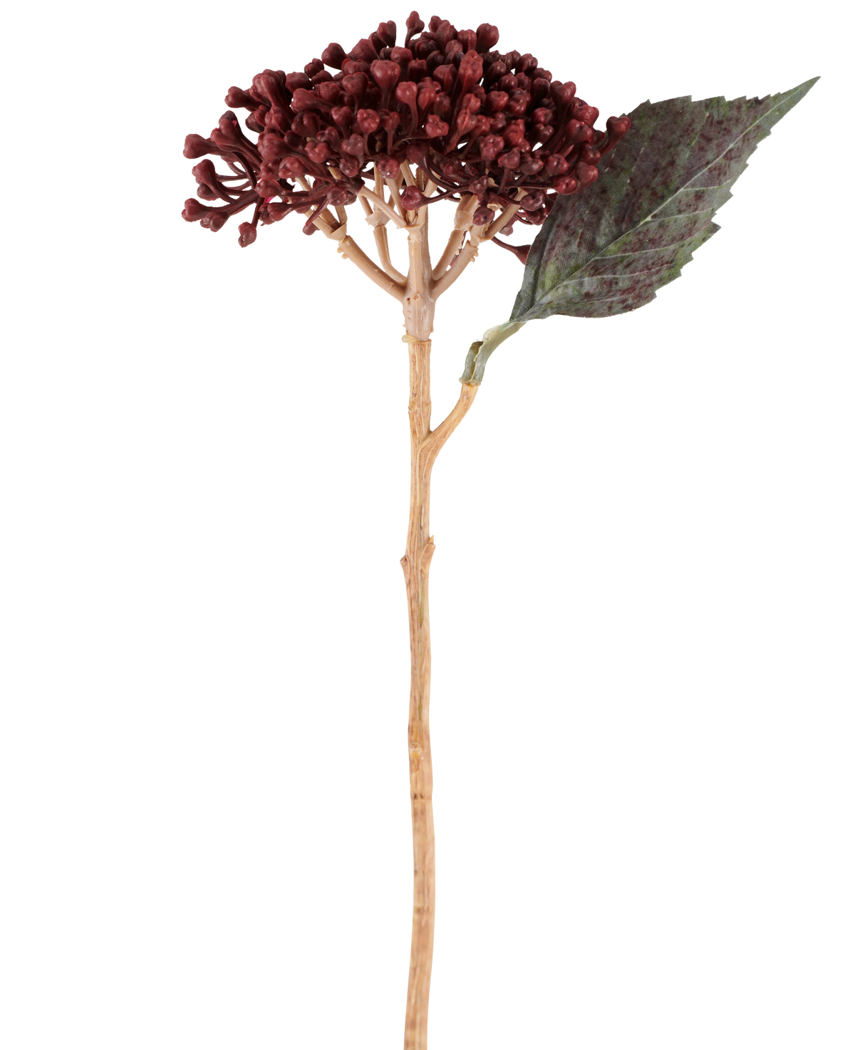 Een enkele Kunstbloem Gedroogde Hortensia in bordeauxrood, met een lengte van 38 cm, met gedroogde roodbruine bloemblaadjes, een trosje kleine knoppen en één groen blad aan een lange, slanke steel, staat afgebeeld tegen een witte achtergrond.