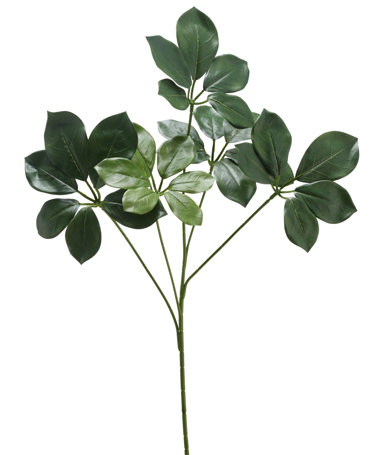 De Kunsttak Schefflera 50 cm FR heeft een enkele stengel met meerdere trossen brede, donkergroene bladeren en enkele lichtere groene bladeren, tegen een witte achtergrond.