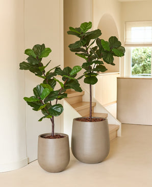 Kunstig Fiolinfiken Deluxe 125cm