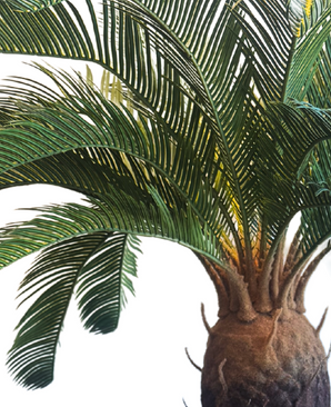 Kunstig Plante Cycas Palme 90 cm UV