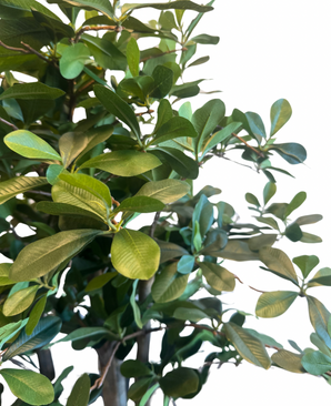 Kunstig Plante Schefflera 85 cm