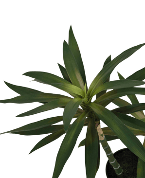 Kunstig Agave Plante Grønn 76cm