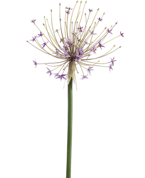 Kunstig Allium Stilk Lilla 105cm