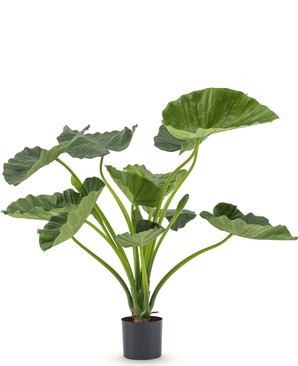Kunstig Alocasia Calidora Deluxe 80cm