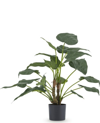 Kunstig Alocasia Cucullata 53 cm