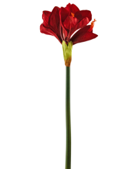 Kunstig Amaryllis Blomst Rød 66cm