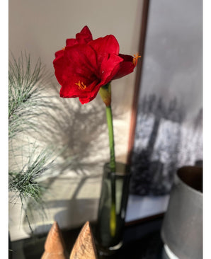 Kunstig Amaryllis Blomst Rød 66cm
