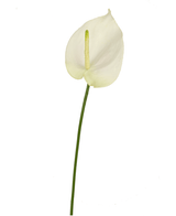 Kunstig Anthurium Hvit 65cm