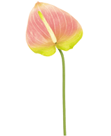 Kunstig Anthurium Rosa/Grønn 65cm