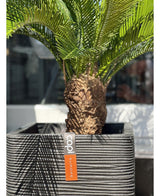 Kunstig Baby Cycas Palme UV 80cm