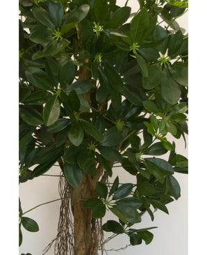 Kunstig Baby Schefflera 150cm