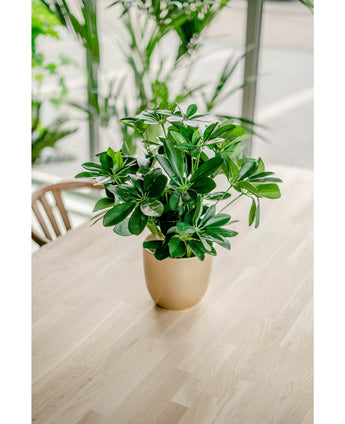 Kunstig Baby Schefflera i Potte 45cm