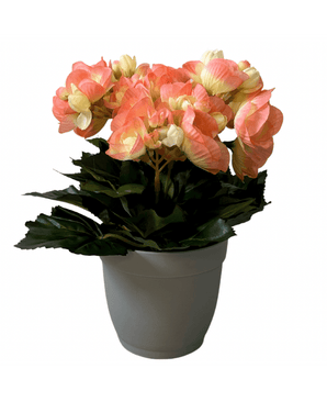 Kunstig Begonia Fersken/Rosa i Potte 25cm