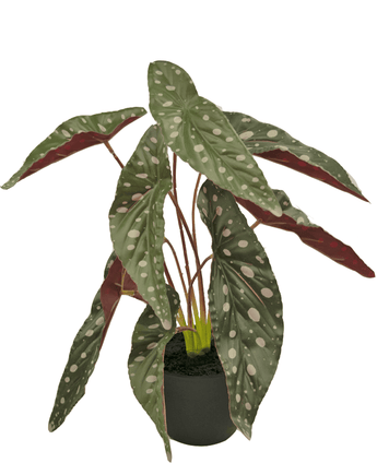 Kunstig Begonia Maculata 40 cm