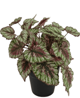 Kunstig Begonia i Potte 25cm