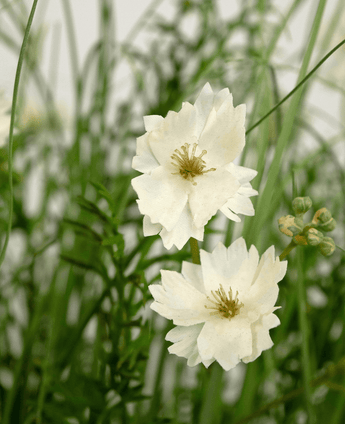 Kunstig Blomstergress Hvit 90 cm brannhemmende