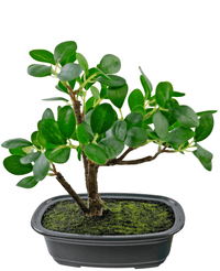 Kunstig Bonsai Fikus 20cm