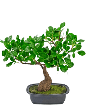 Kunstig Bonsai Fikus 30cm
