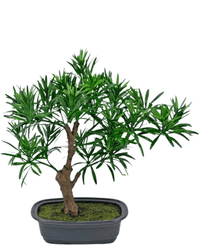 Kunstig Bonsai Podocarpus 30cm