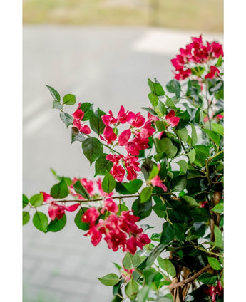 Kunstig Bougainvillea Fuchsia 115cm