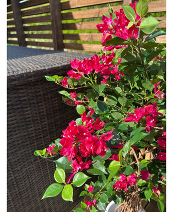 Kunstig Bougainvillea Fuchsia 115cm