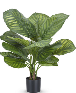 Kunstig Calathea Fasciata 53cm