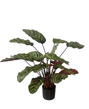 Kunstig Calathea Makoyana Burgunder 60cm