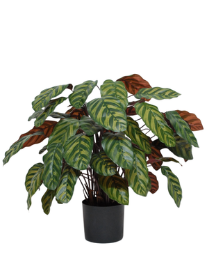 Kunstig Calathea Makoyana Burgunder75cm