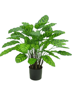 Kunstig Calathea Makoyana Fyldig 75cm