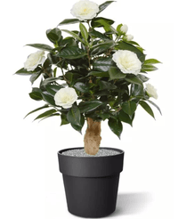 Kunstig Camellia Tre 60 cm
