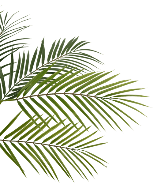 Kunstig Chamaedorea Palme Grønn 48cm