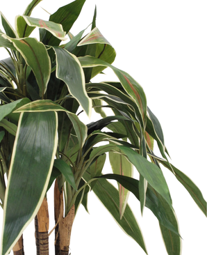 Kunstig Cordyline på stamme 70cm