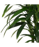 Kunstig Dracaena Tre 180cm