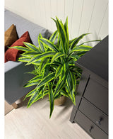 Kunstig Dracaena Tre 90cm