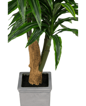 Kunstig Dracaena Tre i Sement Potte110cm