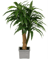 Kunstig Dracaena Tre i Sement Potte110cm